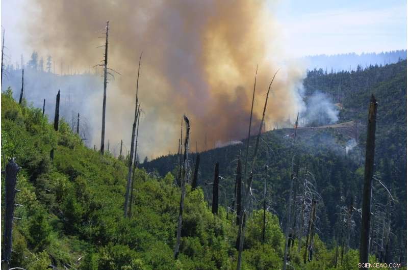 Study Finds Climate Change Drives More Fires and Fewer Trees in California‑Oregon Biodiversity Hotspot
