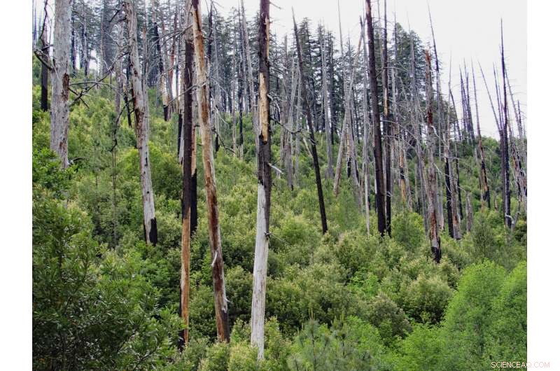 Study Finds Climate Change Drives More Fires and Fewer Trees in California‑Oregon Biodiversity Hotspot