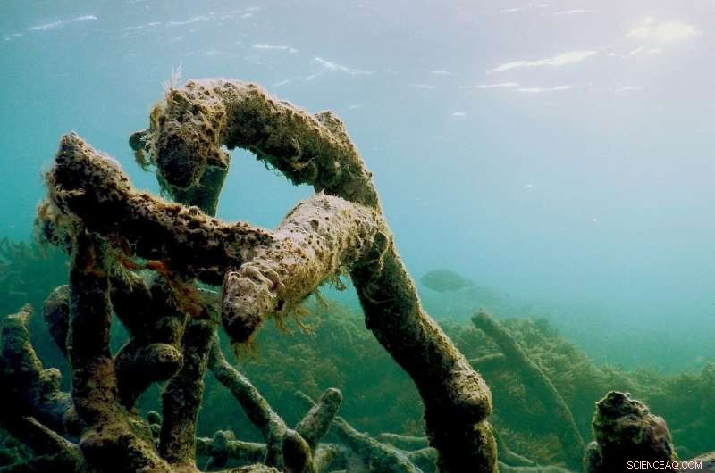Great Barrier Reef Decline: Young Fish Lose Acoustic Navigation Due to Reef Degradation