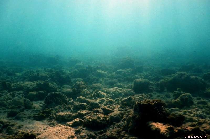 Great Barrier Reef Decline: Young Fish Lose Acoustic Navigation Due to Reef Degradation