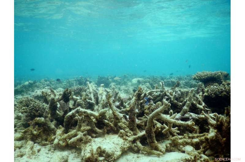 Great Barrier Reef Decline: Young Fish Lose Acoustic Navigation Due to Reef Degradation