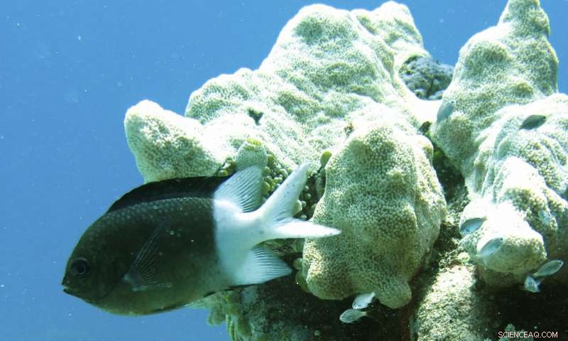 Reef Fish Show Remarkable Heat Tolerance as Oceans Warm