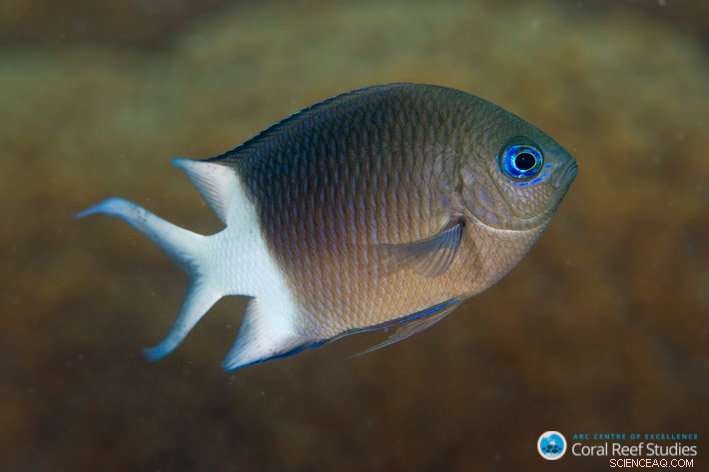 Reef Fish Show Remarkable Heat Tolerance as Oceans Warm