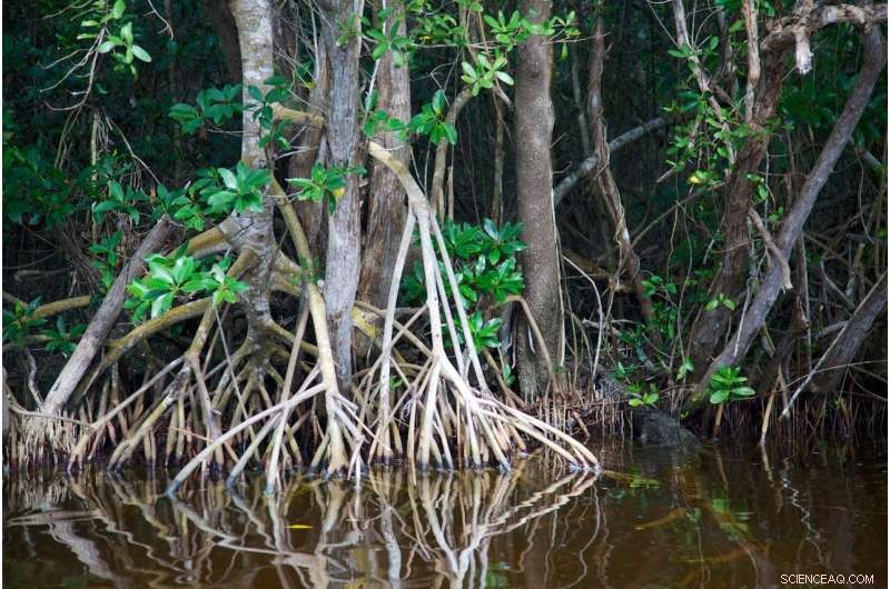 South Florida Mangroves Face Critical Decline, Signaling a Turning Point for Earth