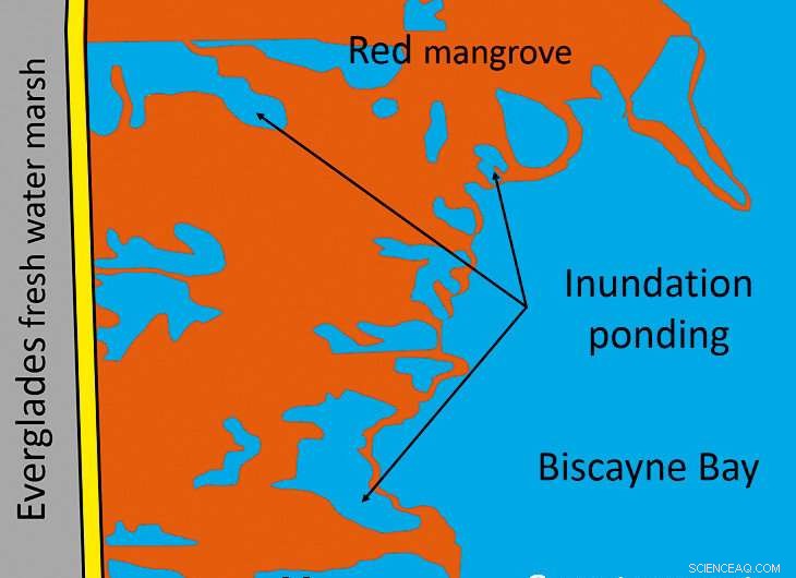 South Florida Mangroves Face Critical Decline, Signaling a Turning Point for Earth