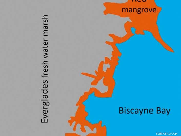 South Florida Mangroves Face Critical Decline, Signaling a Turning Point for Earth