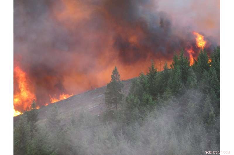 High Wildfire Severity Risk Identified in Young Plantation Forests