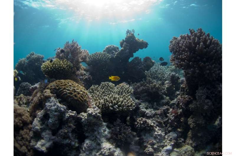 Scientists Find Thermal Balance and Low Climate Stress Key to Coral Diversity