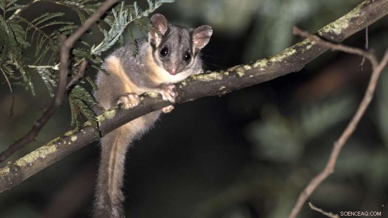 Urgent Alert: Forest Collapse Threatens Melbourne’s Water Supply