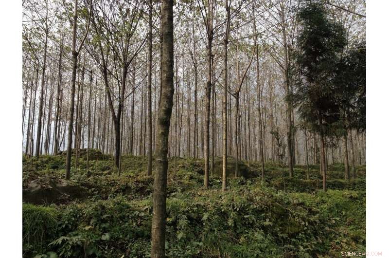 Protecting China’s Native Forests: Challenges and Restoration Amid Growing Tree Plantations