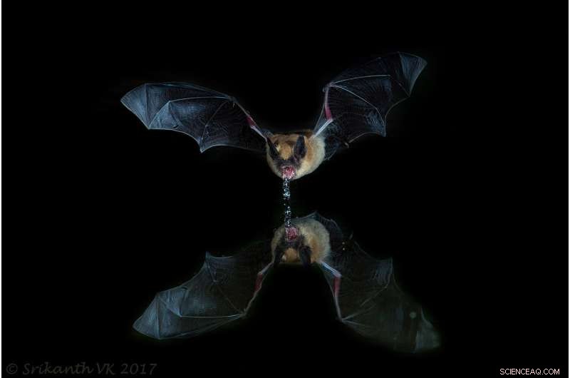 Can Bats Guide Humans to Clean Water in Scarce Environments?