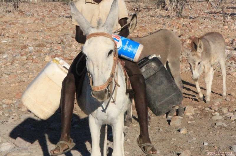 Can Bats Guide Humans to Clean Water in Scarce Environments?