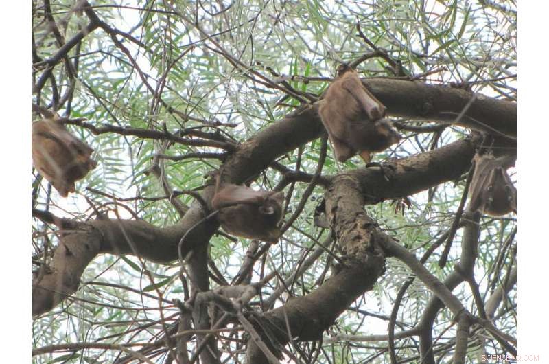 Can Bats Guide Humans to Clean Water in Scarce Environments?
