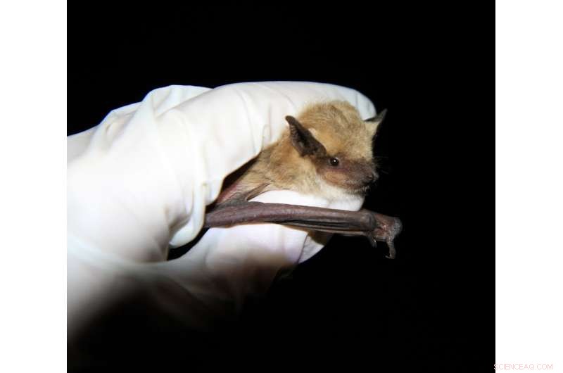 Can Bats Guide Humans to Clean Water in Scarce Environments?