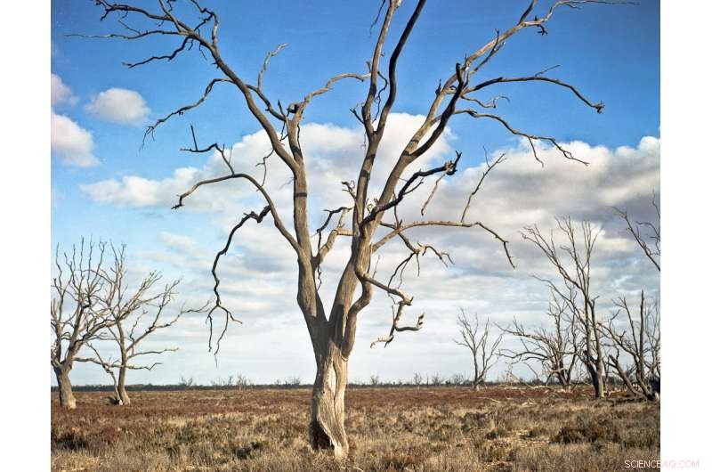 Australia’s Recent Droughts Could Be the Worst in 800 Years – Experts Warn