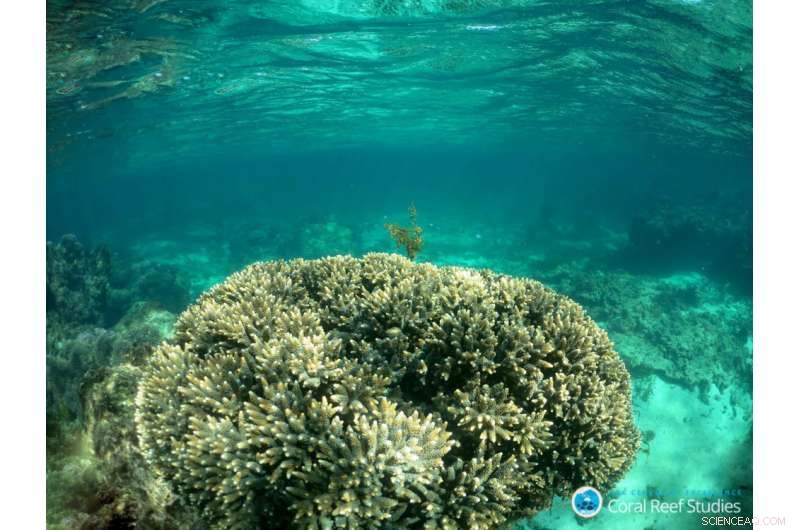 Internal Control Mechanisms Enable Corals to Withstand Ocean Acidification
