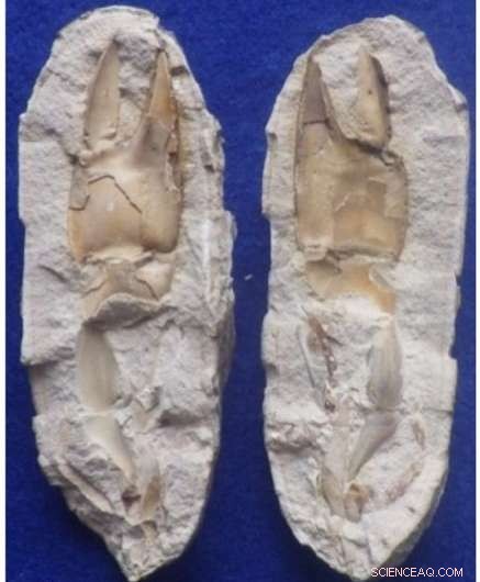 New Research Deciphers Rapid Formation of Giant Carbonate Concretions