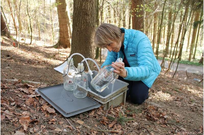 How International Acid‑Rain Treaties Have Reclaimed Soil Health in European Forests