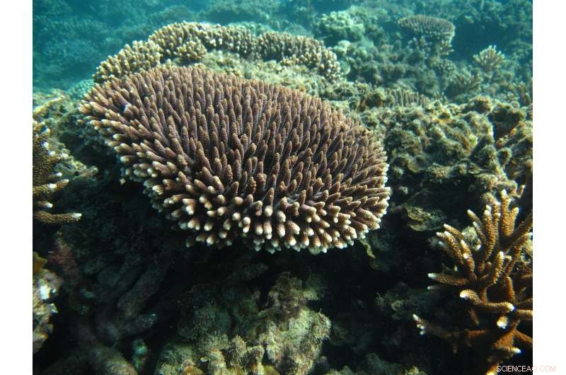 Scientists Unlock Key Mechanism Behind Oceanic Omega‑3 Production