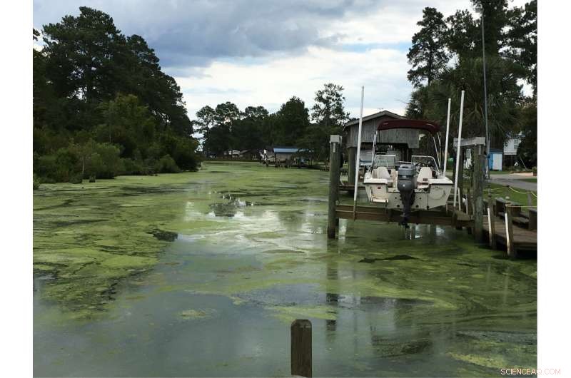 How Two Decades of Hurricanes Have Reshaped Coastal Ecosystems: Algae Blooms, Fish Kills, and Dead Zones