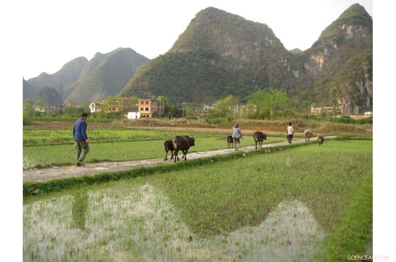China’s Coal Pollution Threatens Rice Safety: Rising Mercury Levels Endanger Health