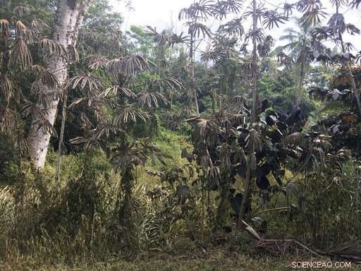 Scientists Note Volcanic Calm, but Caution Persists at Hawaii s Kilauea