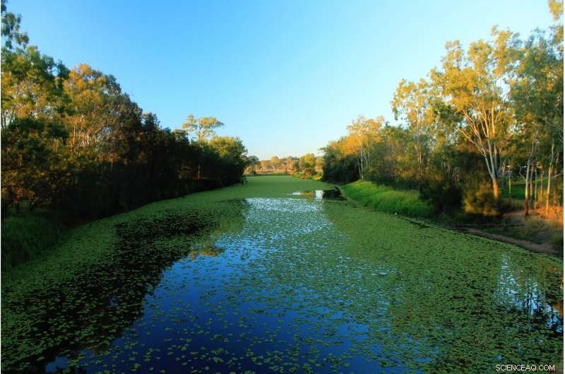 Australian Algal Blooms Release Toxin Linked to Motor Neuron Disease