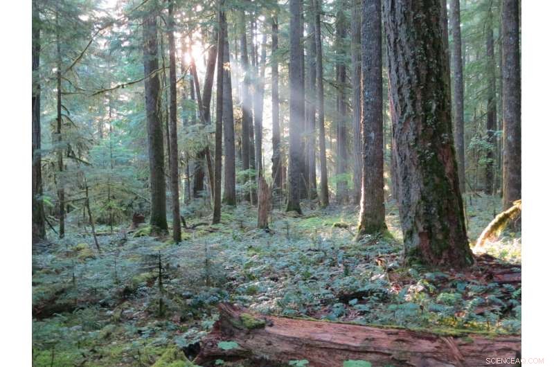 Large Trees Shape Forests: The Natural Inequality Explained