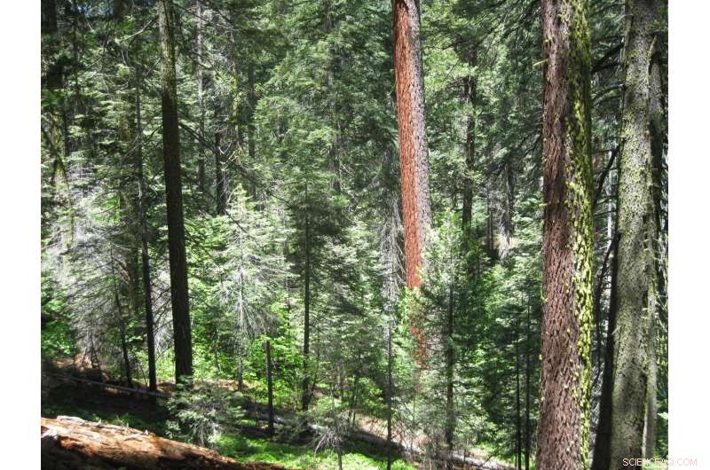 Large Trees Shape Forests: The Natural Inequality Explained