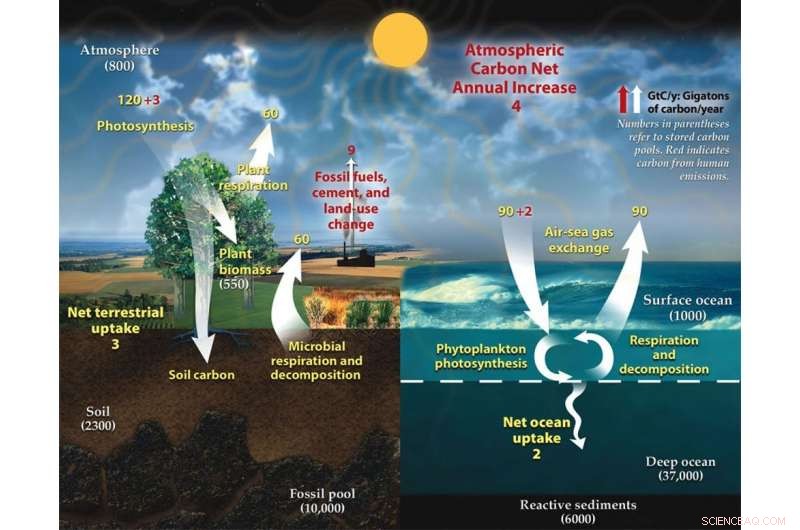 Is Wood-Fired Power Truly Carbon-Neutral? EPA Claims Under Scrutiny