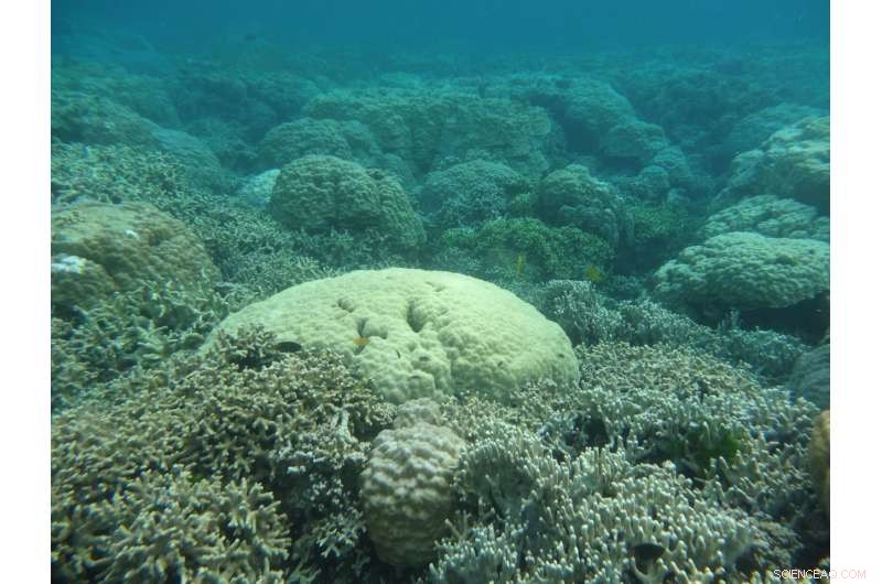 Healthy Coral Reefs Keep Pace with Rising Sea Levels, Florida Tech Study Shows