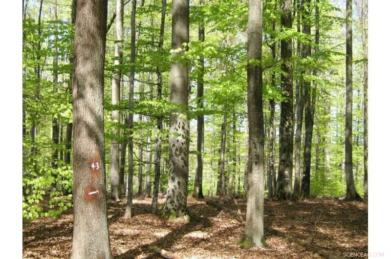 Mixed Forests: Superior Ecological and Economic Performance