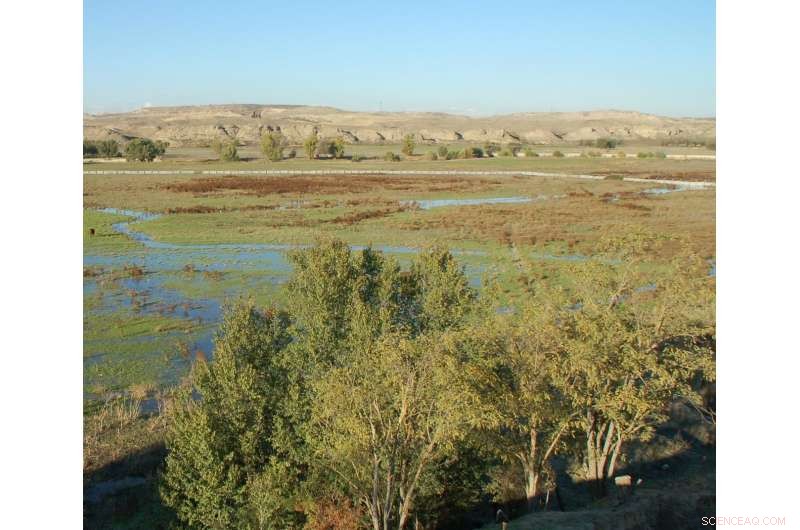 Reconstructing Madrid’s 400,000-Year Landscape Through Pollen Analysis