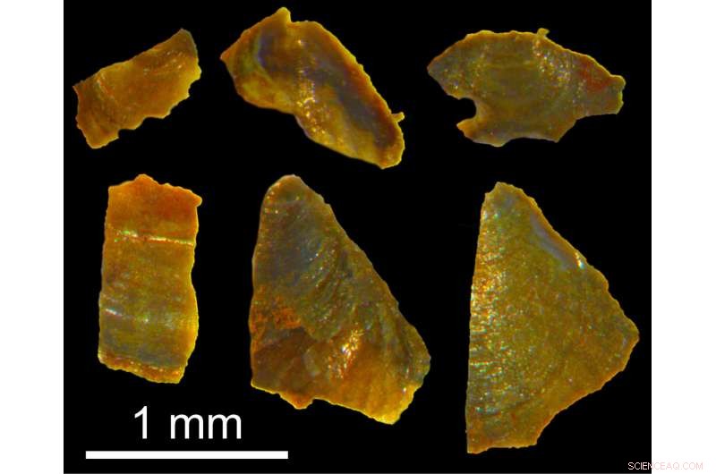 Tiny Fossils Reveal Earth’s Climate 500 Million Years Ago