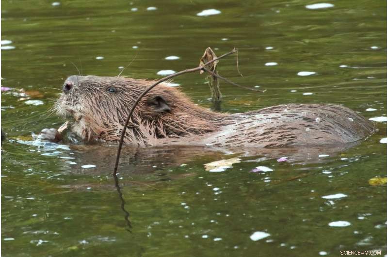 Beavers Boost River Clean‑Up: New Research Shows Their Eco‑Restoration Power