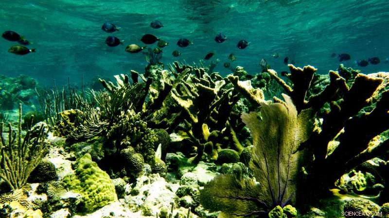 New Study Shows Marine Protected Areas Significantly Aid Coral Reef Recovery