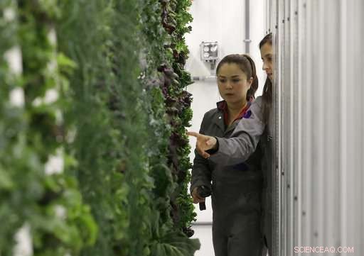How Labor and Energy Costs Limit Indoor Farming Growth