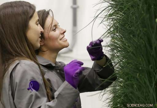 How Labor and Energy Costs Limit Indoor Farming Growth