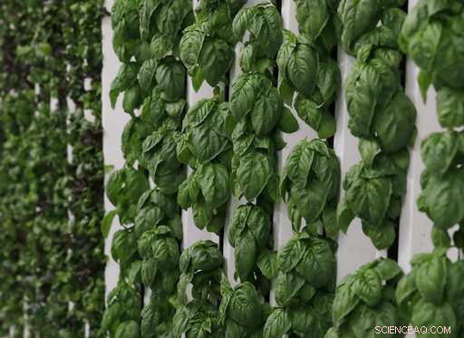 How Labor and Energy Costs Limit Indoor Farming Growth