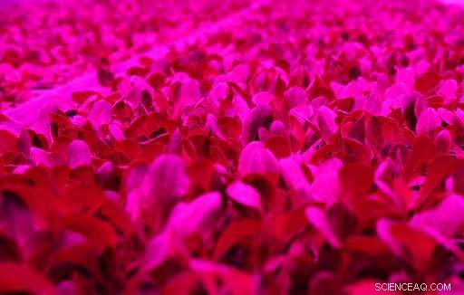 How Labor and Energy Costs Limit Indoor Farming Growth