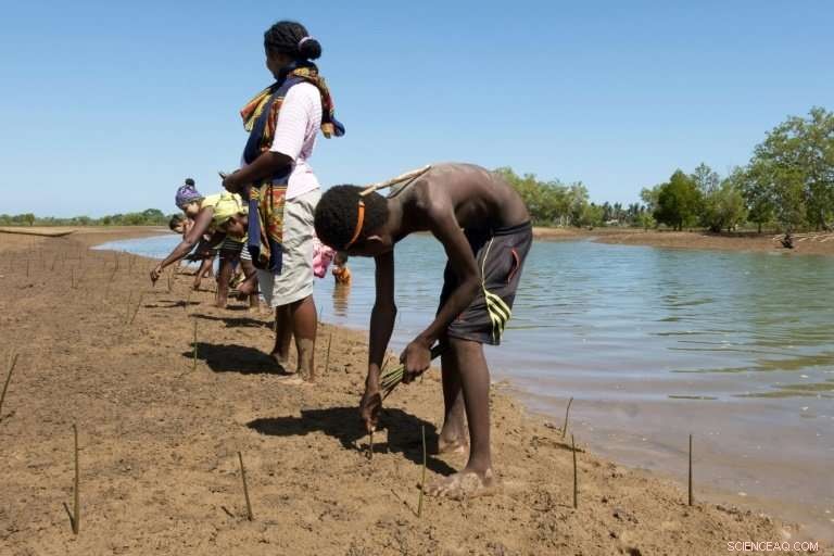 Madagascar Fishermen Replant Mangroves to Secure Coastal Futures