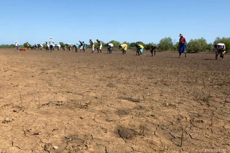 Madagascar Fishermen Replant Mangroves to Secure Coastal Futures