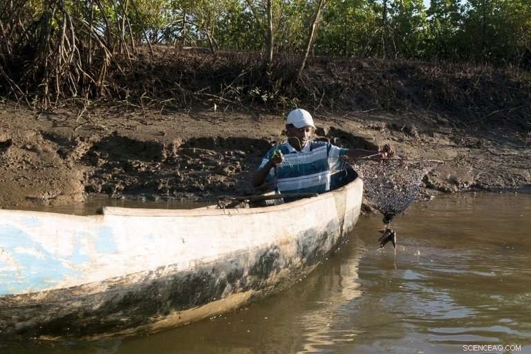 Madagascar Fishermen Replant Mangroves to Secure Coastal Futures
