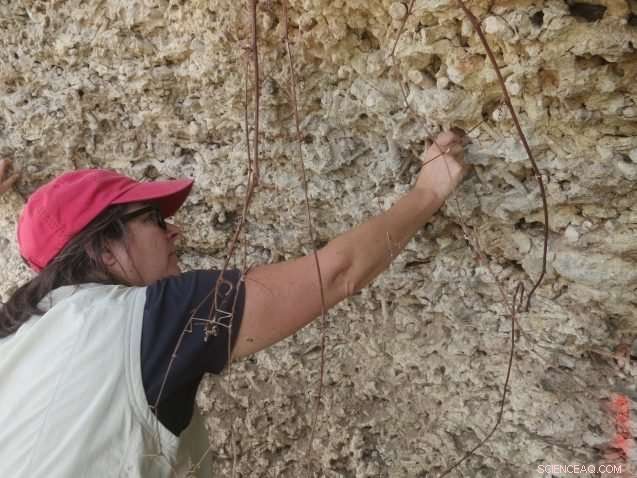 Sea Level Rise on Tropical Islands: What Barbados Reveals