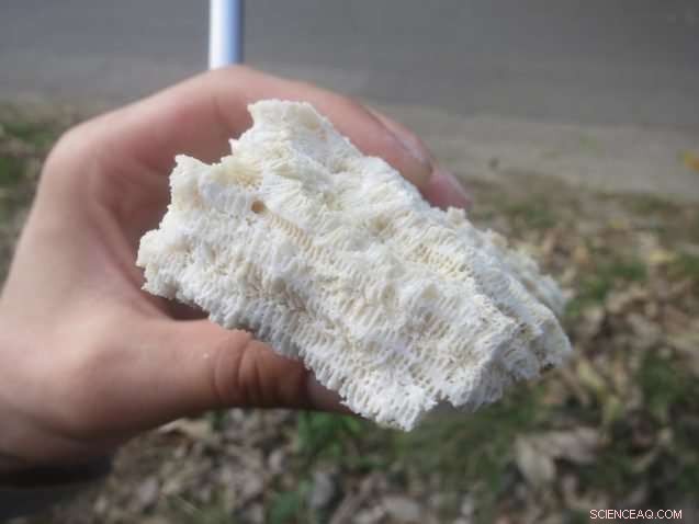 Sea Level Rise on Tropical Islands: What Barbados Reveals