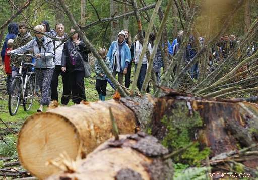 Poland to Halt Large-Scale Logging in Białowieża, Europe s Oldest Forest