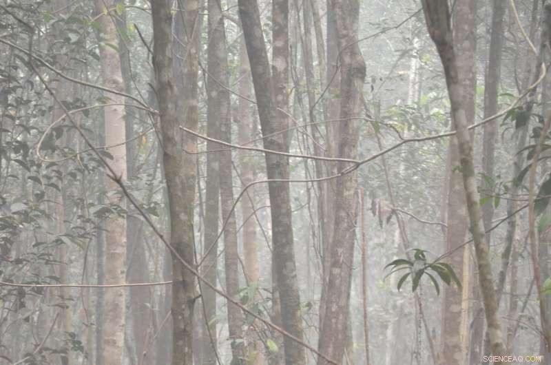 Wildfires Threaten Long-Term Health of Endangered Orangutans