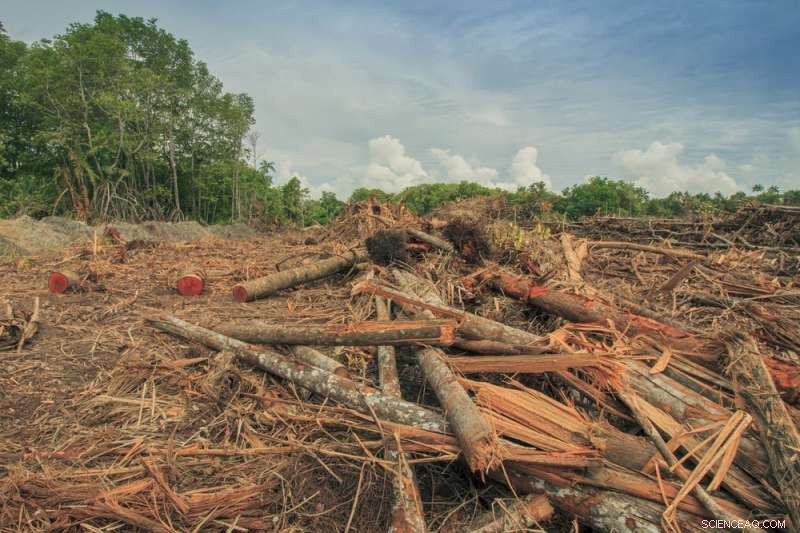 New Study Reveals Forest Growth Thrives in Regions of Rising Human Well-Being