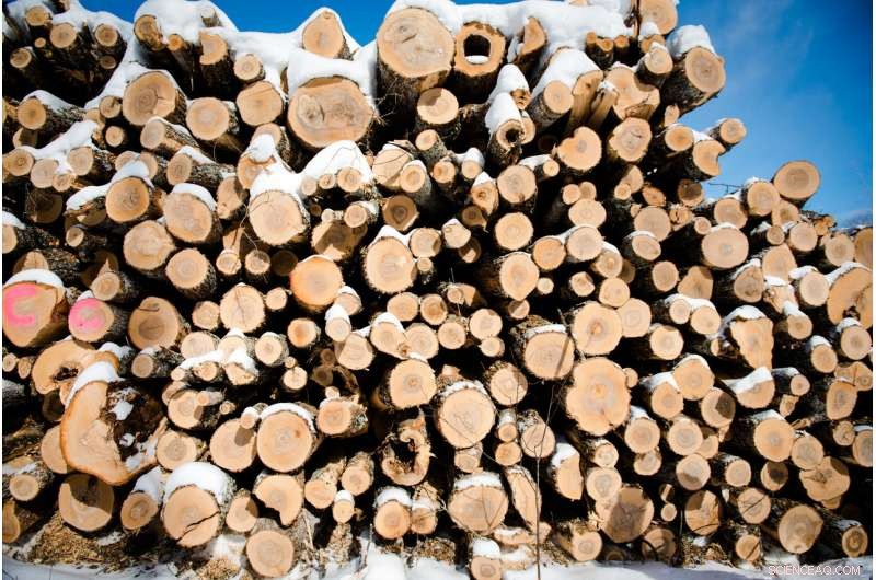 Whole-Tree Logging Does Not Reduce Plant Biodiversity