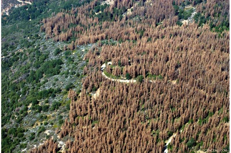 Forest Loss in One US Region Can Damage Trees on the Opposite Coast – New Study